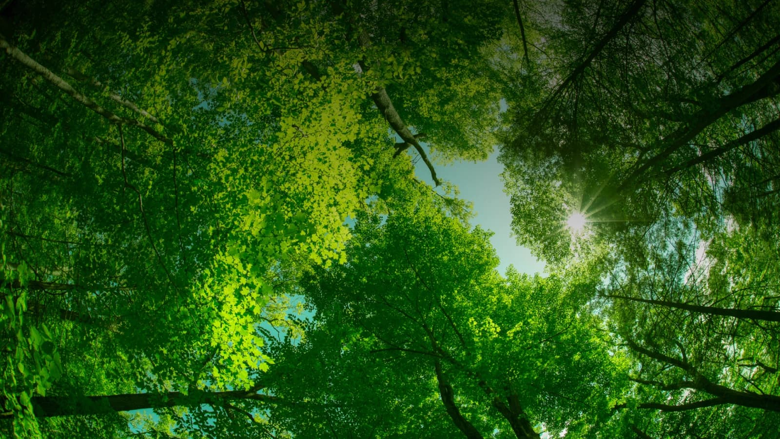 Pine Fresh