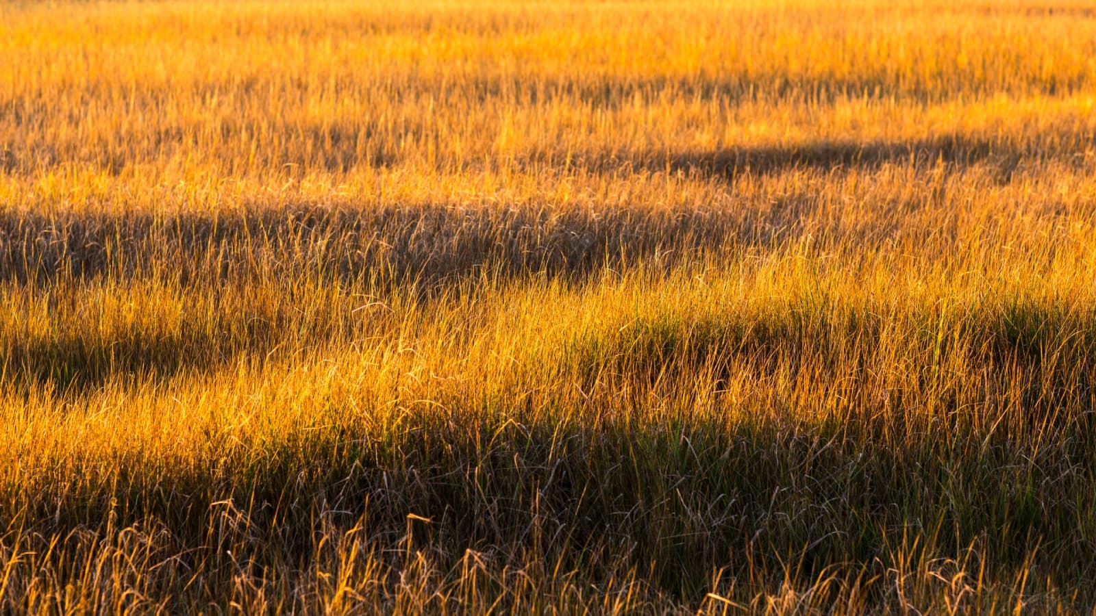 Harvest Glow