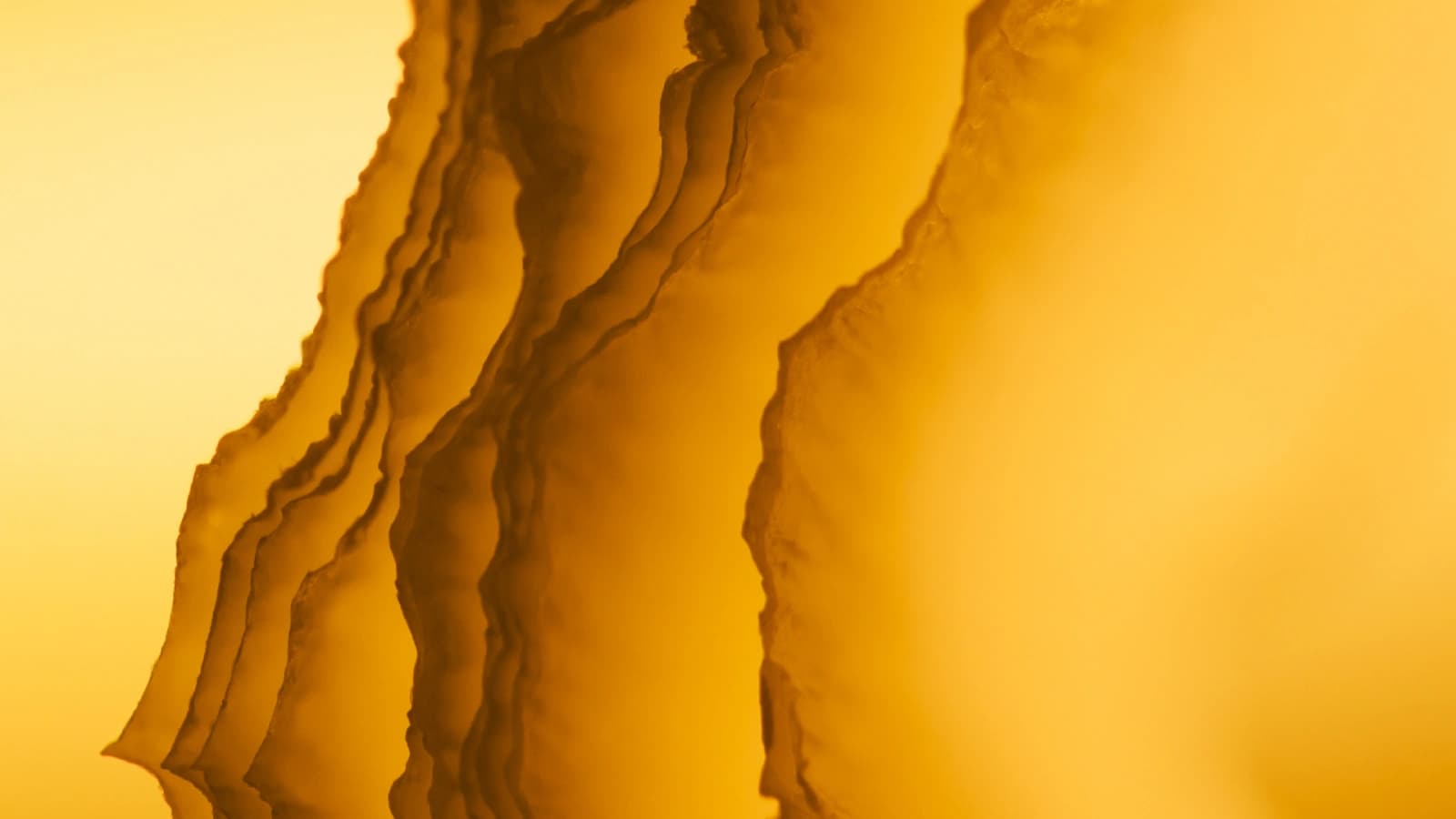 Golden Bloom
