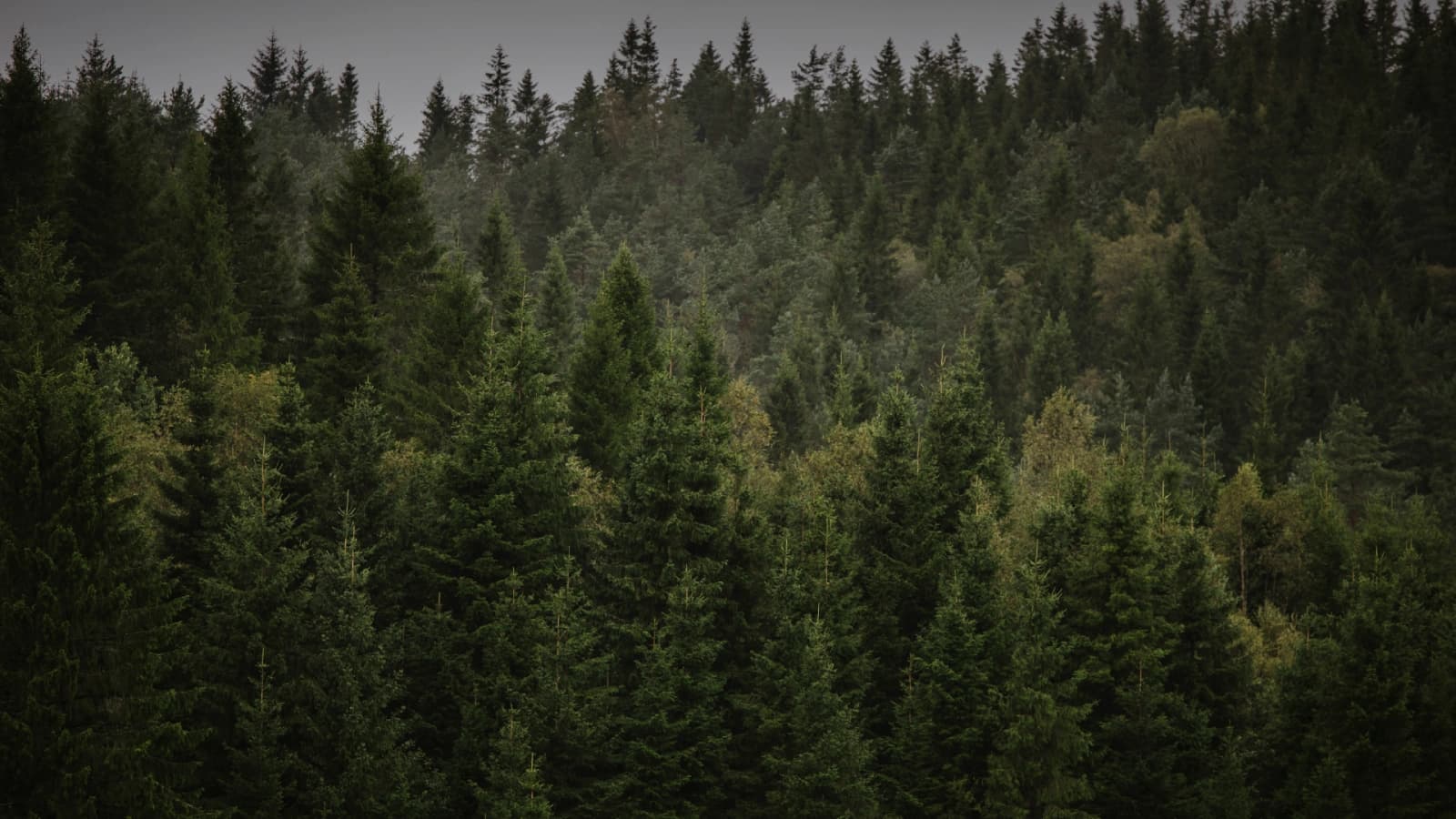 Pine Depth