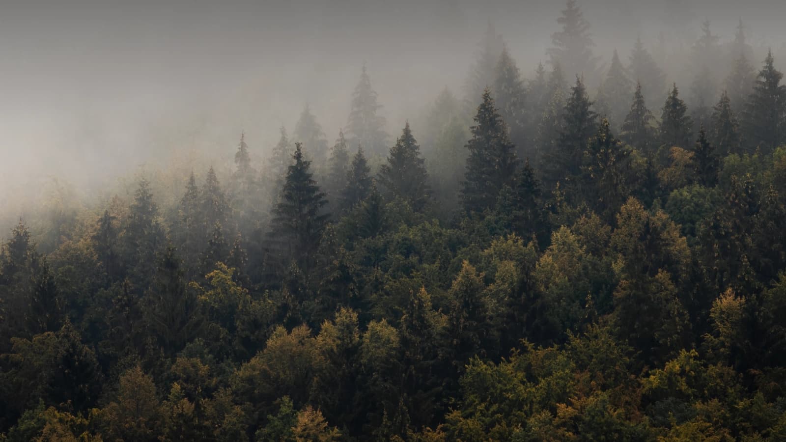 Forest Mist