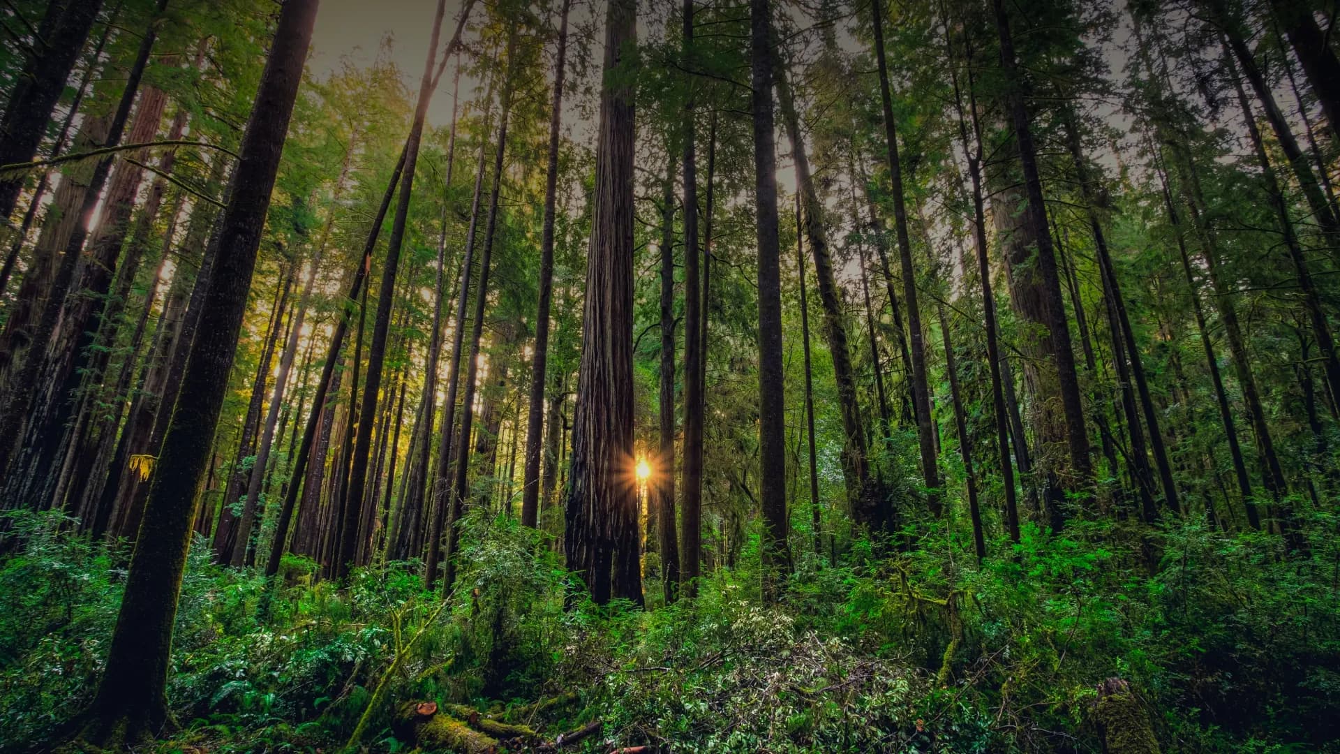 Balsam & Cedar
