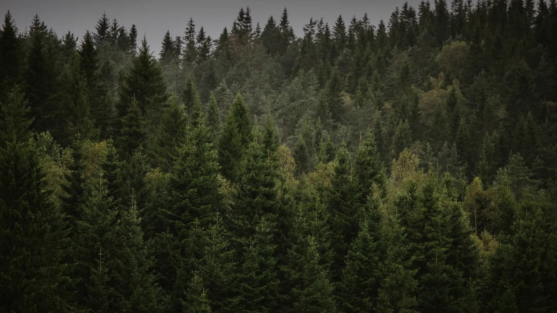 Fir Needles