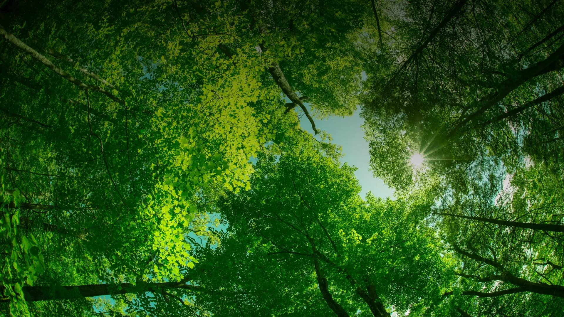 Nordic Pine