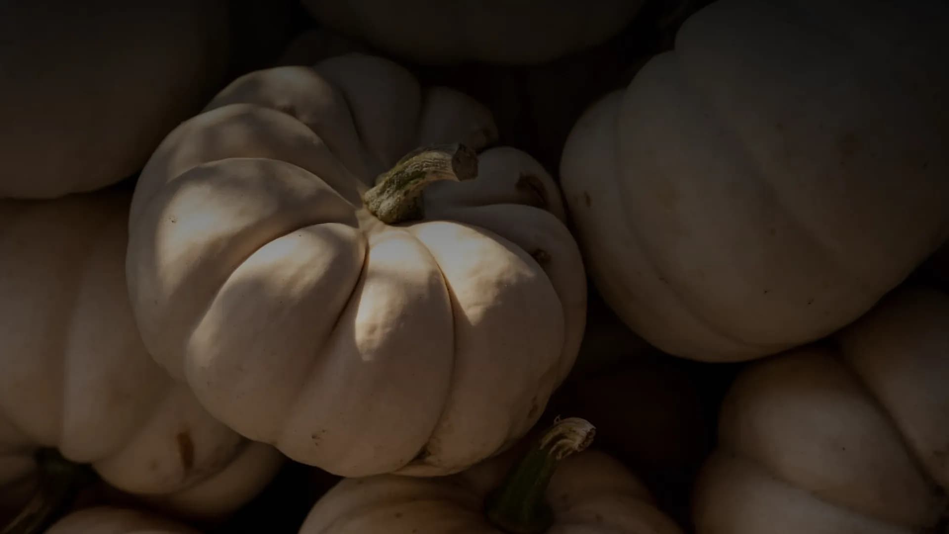 White Pumpkin